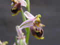 vignette Ophrys heterophylla