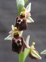 vignette Ophrys sphegodes x morisii