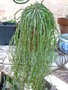 vignette Euphorbia Caput Medusae 22 2 2011 Nelde