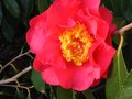 vignette Camellia reticulata Francie L et sa trs grande fleur au 26 02 11