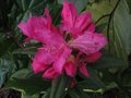 vignette Rhododendron mucronulatum qui commence au 27 02 11