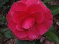 vignette Camellia reticulata K.O.Hester gros plan au 27 02 11