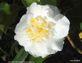 vignette Camlia ' GRANDIFLORA ALBA ' camellia japonica