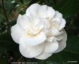 vignette Camlia ' GRANDIFLORA ALBA ' camellia japonica