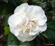 vignette Camlia ' GRANDIFLORA ALBA ' camellia japonica