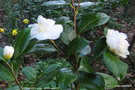 vignette Camlia ' GRANDIFLORA ALBA ' camellia japonica