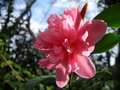 vignette Camellia 'Fragant Pink'