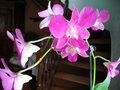 vignette Orchide 'Dendrobium
