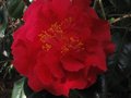 vignette Camellia reticulata Dr Clifford's park autre vue au 27 02 11