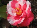 vignette Camellia japonica R.L.Wheeler variegated au 27 02 11