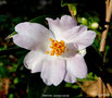 vignette Camlia ' WINTON ' camellia hybride