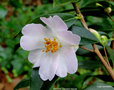 vignette Camlia ' WINTON ' camellia hybride