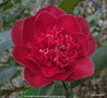 vignette Camlia ' ELISABETH HAWKINS ' camellia japonica