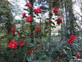 vignette Camlia ' MOSHIO ' camellia japonica