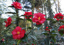 vignette Camlia ' MOSHIO ' camellia japonica