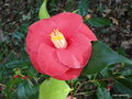 vignette Camlia ' JUPITER ' camellia japonica ?  confirmer