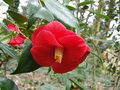 vignette Camlia ' JUPITER ' camellia japonica ?  confirmer