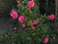 vignette Camellia williamsii Debbie au 26 02 11