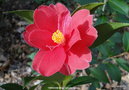 vignette Camlia ' FREEDOM BELL ' camellia hybride