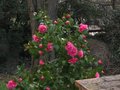 vignette Camellia williamsii debbie au 01 03 11