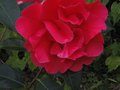vignette Camellia reticulata agnes de lestaridec au 01 03 11