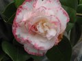 vignette Camellia japonica Margareth davies picottee au 01 03 11