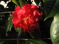 vignette Camellia reticulata Dr Clifford's park au 01 03 11