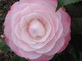 vignette Camellia japonica Desire gros plan au 01 03 11