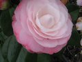 vignette Camellia japonica Desire autre vue au 01 03 11