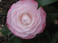 vignette Camellia japonica Desire au 01 03 11