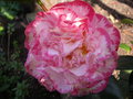 vignette Camellia japonica 'Margaret Davis'