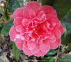 vignette Camlia ' EUGENE LIZE ' camellia japonica