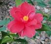 vignette Camlia ' Freedom Bell ' camellia hybride
