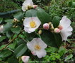 vignette Camlia ' SPRING MIST ' camellia hybride