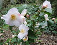 vignette Camlia ' SPRING MIST ' camellia hybride