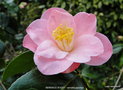 vignette Camlia ' BERENICE BODDY ' camellia japonica