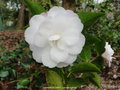 vignette Camlia ' CINNAMON CINDY ' camellia hybride
