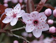 vignette Prunus