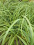 vignette Carex trifida 'Rekohu Sunrise'