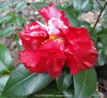 vignette Camlia ' VILLE DE NANTES ' camellia japonica