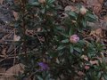 vignette Rhododendron Litangense au 02 03 11