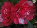 vignette Camellia japonica Chandleri elegans gros plan au 02 03 11