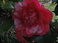 vignette Camellia japonica Chandleri lgans au 02 03 11