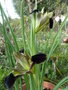 vignette Hermodactylus tuberosus = Iris tuberosa