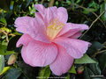 vignette Camlia ' DONATION ' camellia hybride williamsii