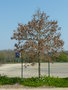 vignette Quercus  entrée parc de Penfeld