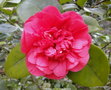 vignette Camlia ' FIRE FALLS ' camellia japonica