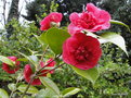 vignette Camlia ' FIRE FALLS ' camellia japonica