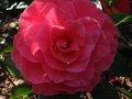 vignette Camellia reticulata K.O.Hester au 03 03 11