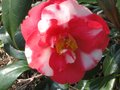 vignette Camellia japonica R.L.Wheeler variegated au 03 03 11